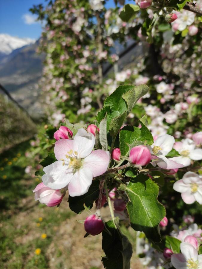 Pruensterhof Schenna 아파트 외부 사진