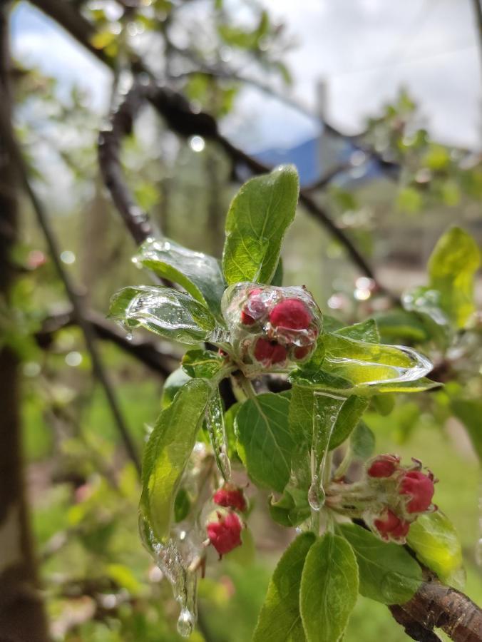 Pruensterhof Schenna 아파트 외부 사진