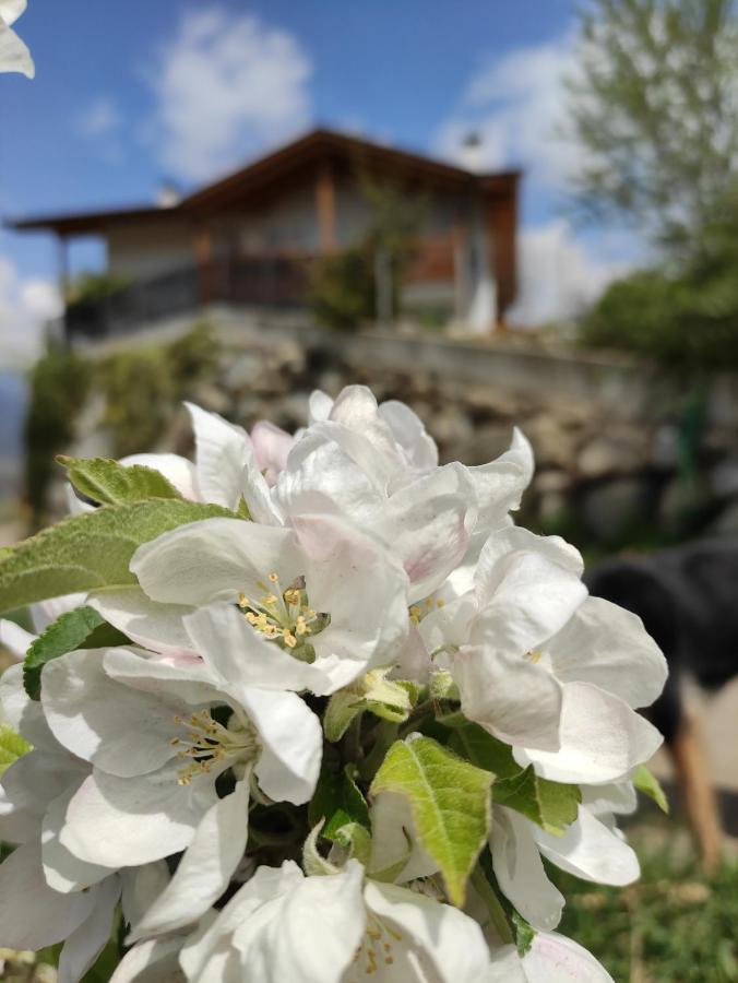 Pruensterhof Schenna 아파트 외부 사진