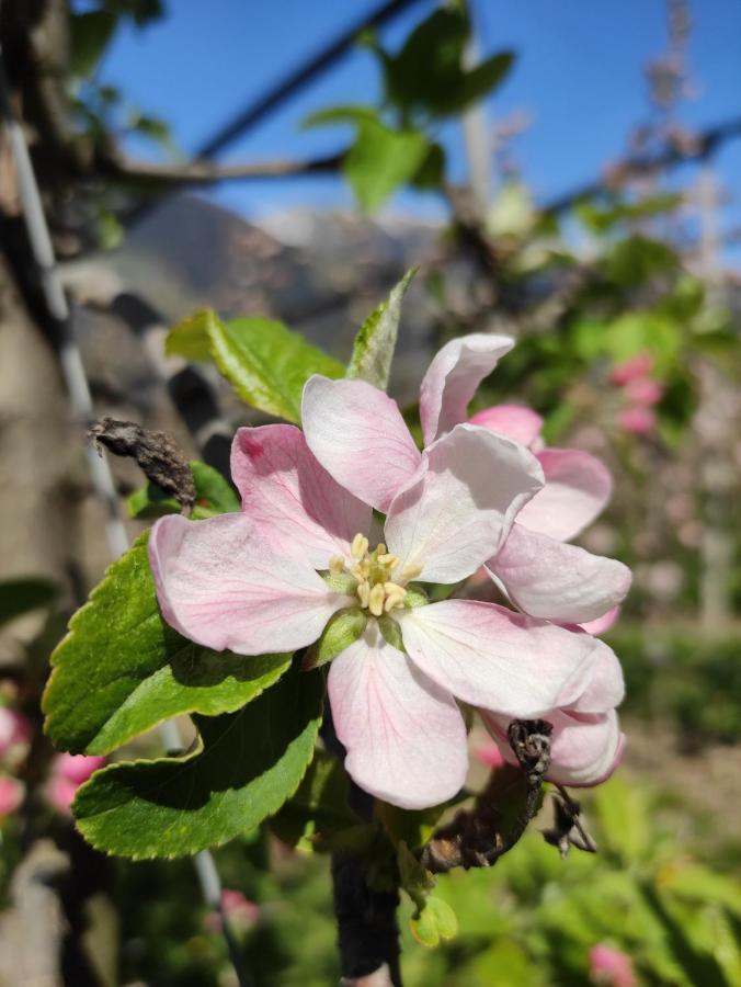 Pruensterhof Schenna 아파트 외부 사진