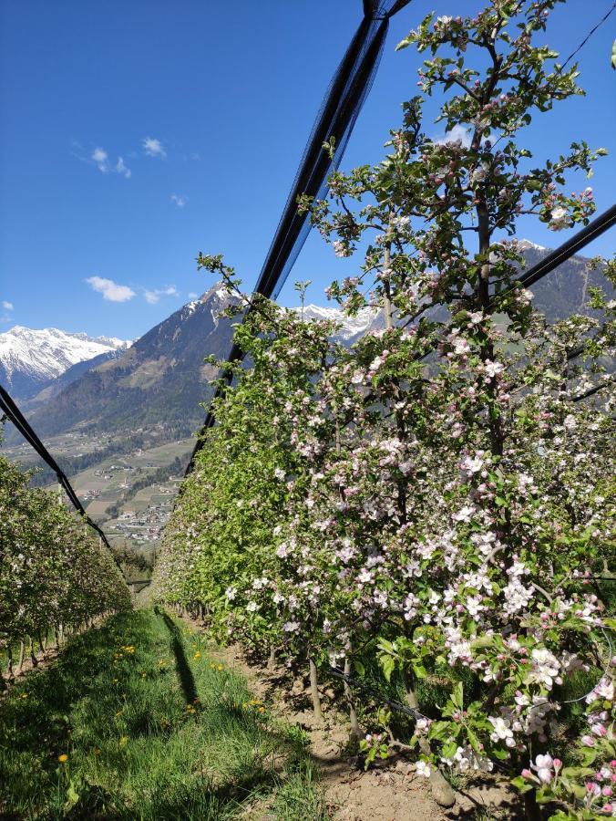 Pruensterhof Schenna 아파트 외부 사진