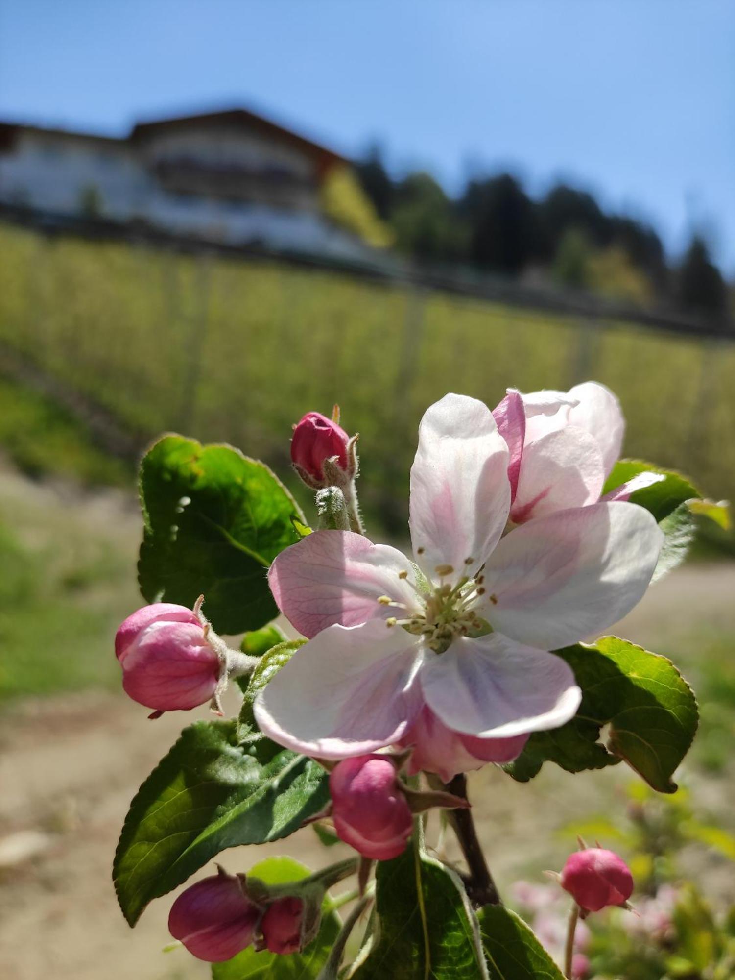 Pruensterhof Schenna 아파트 외부 사진